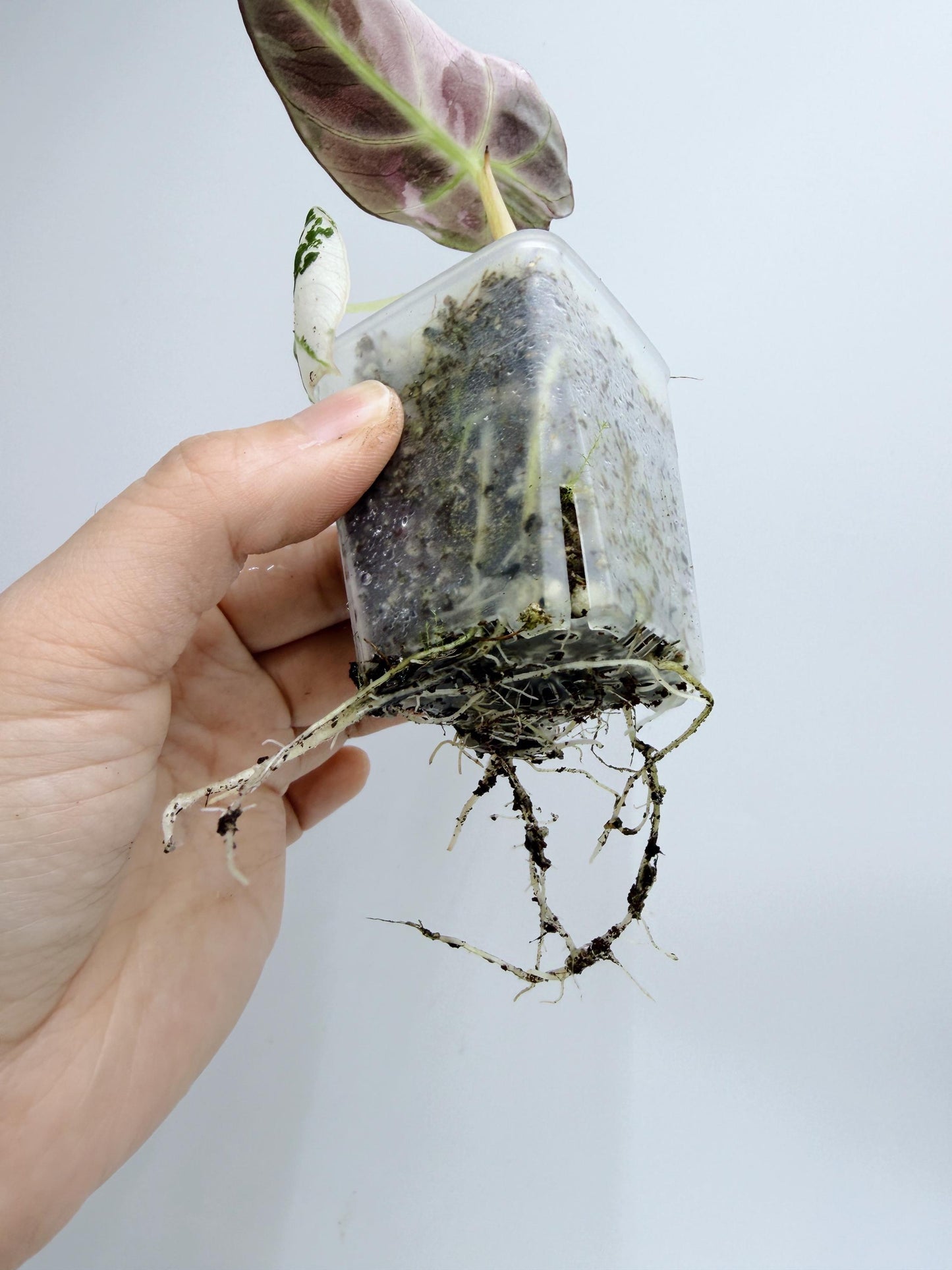 Alocasia Black Velvet Pink Variegated