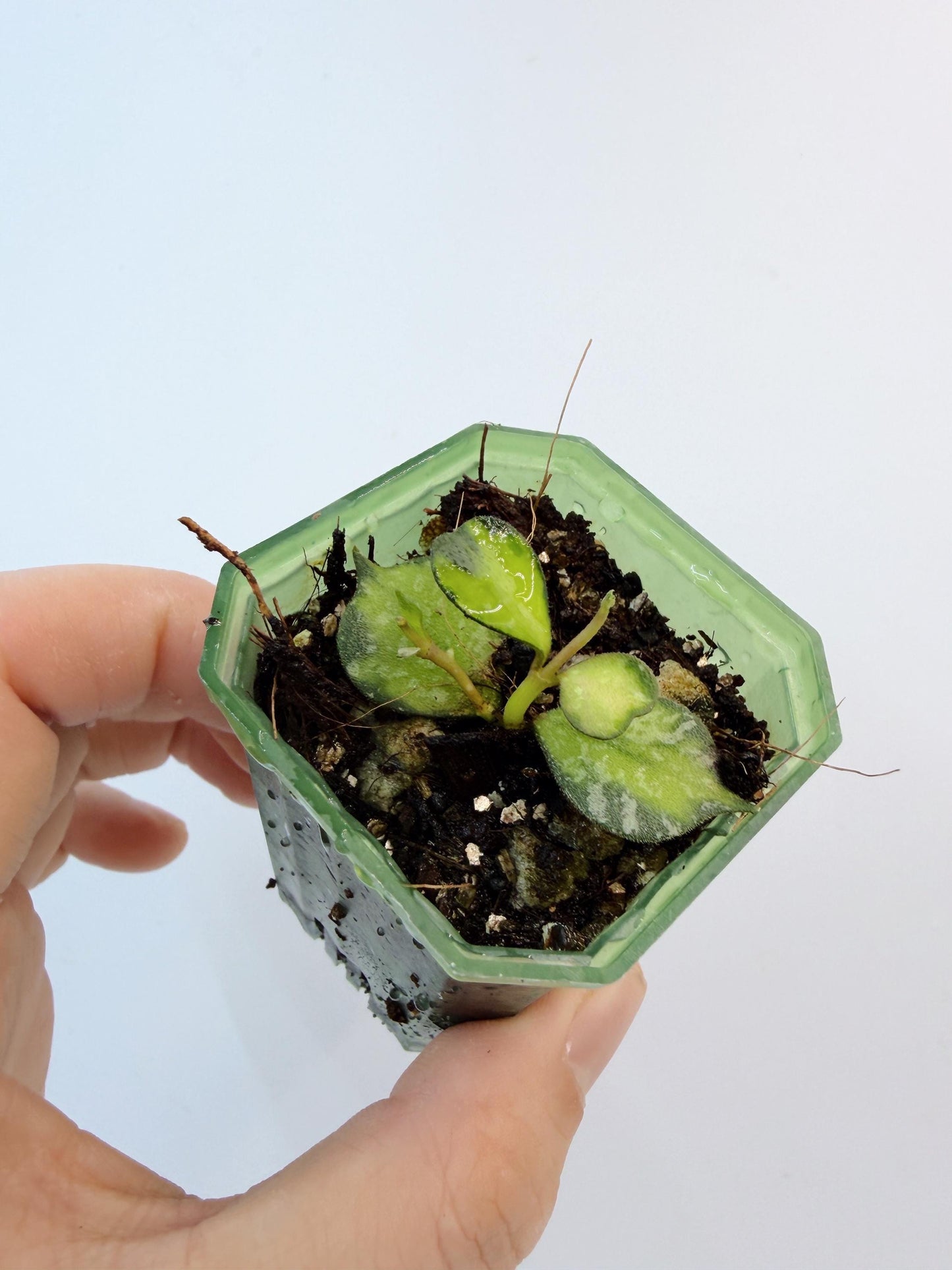 Hoya Curtisii Variegated