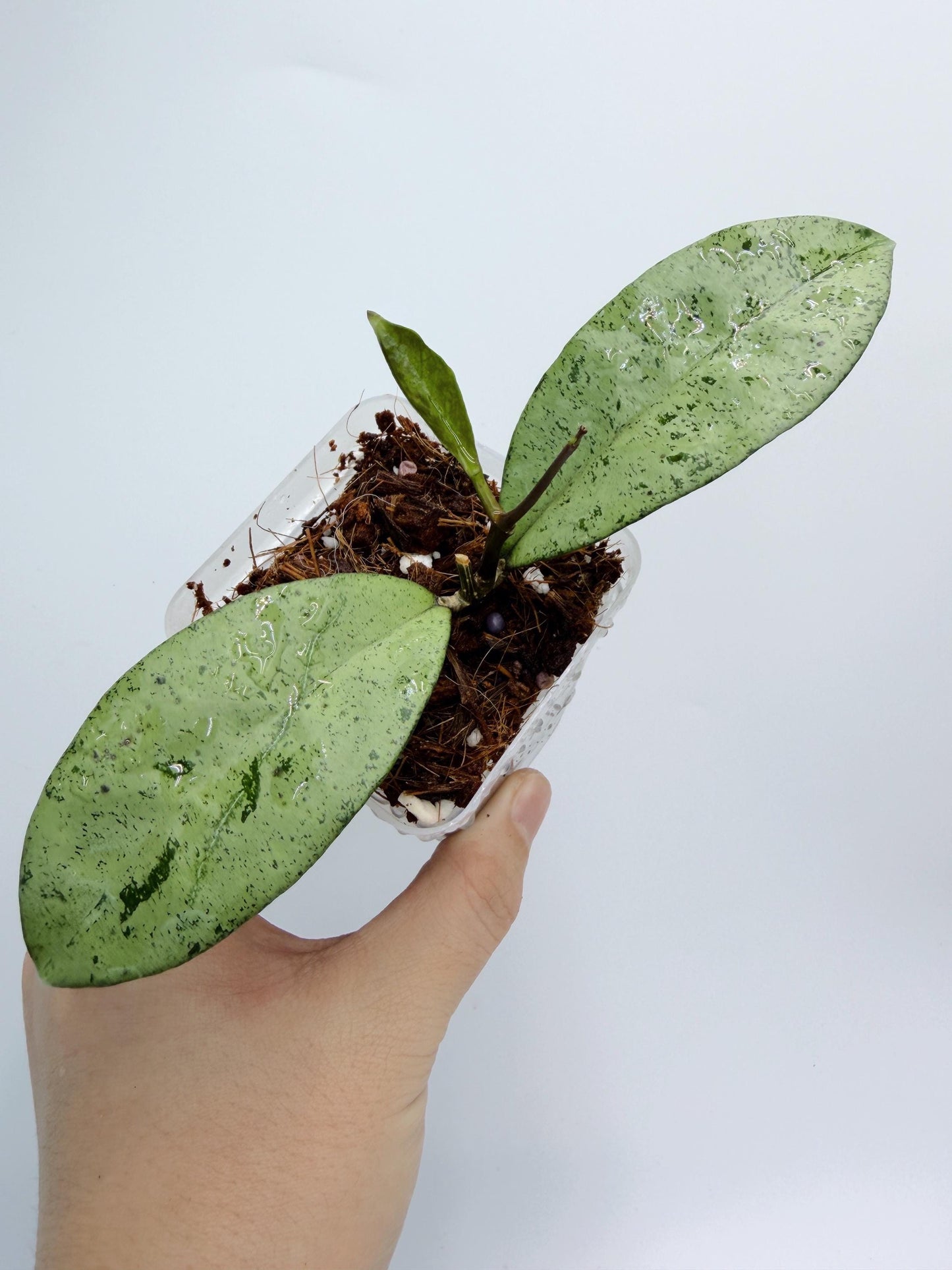 Hoya Crassipetiolata x Michele - High Silver