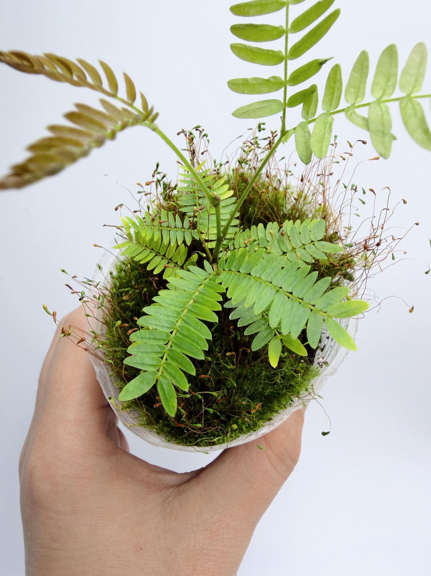 Cojoba Arborea (Everfresh tree)