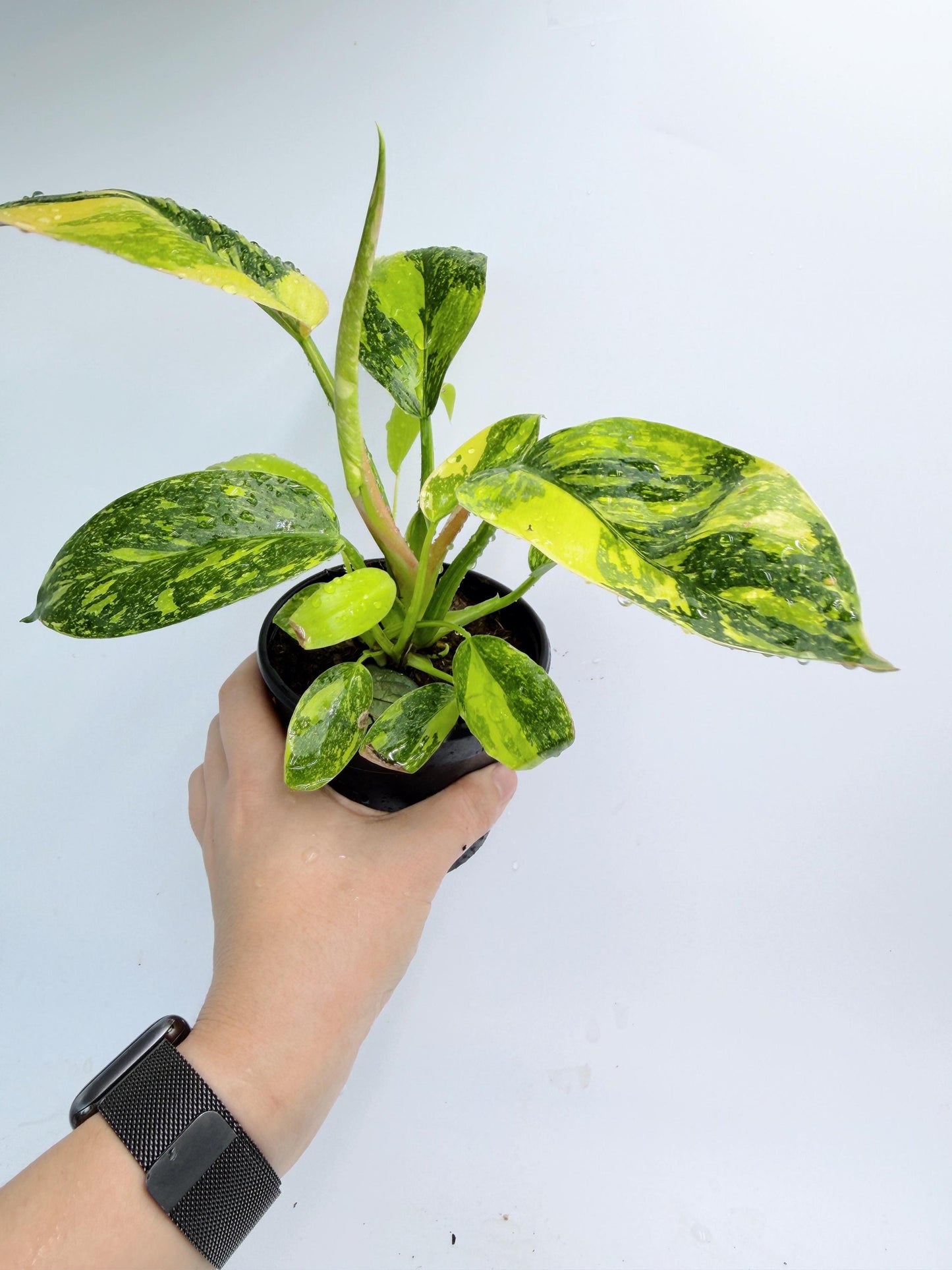 Philodendron Green Congo Nuclear