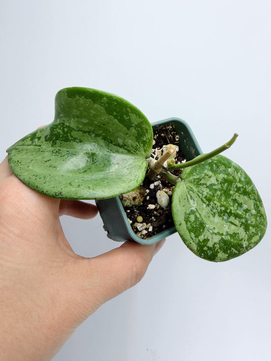 Hoya Michele Silver/Splash