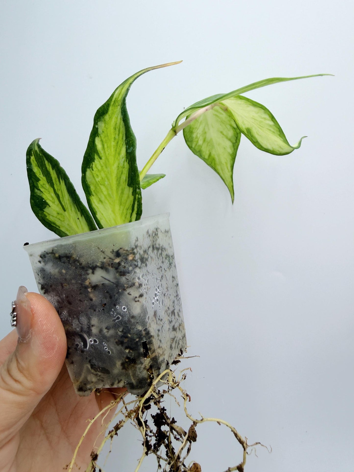 Hoya Polyneura Inner Variegated