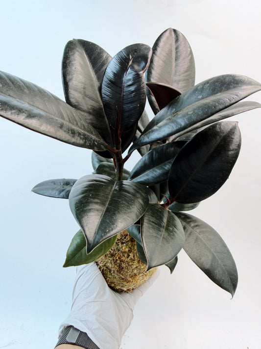 Rubber Plant (Ficus elastica) Kokedama