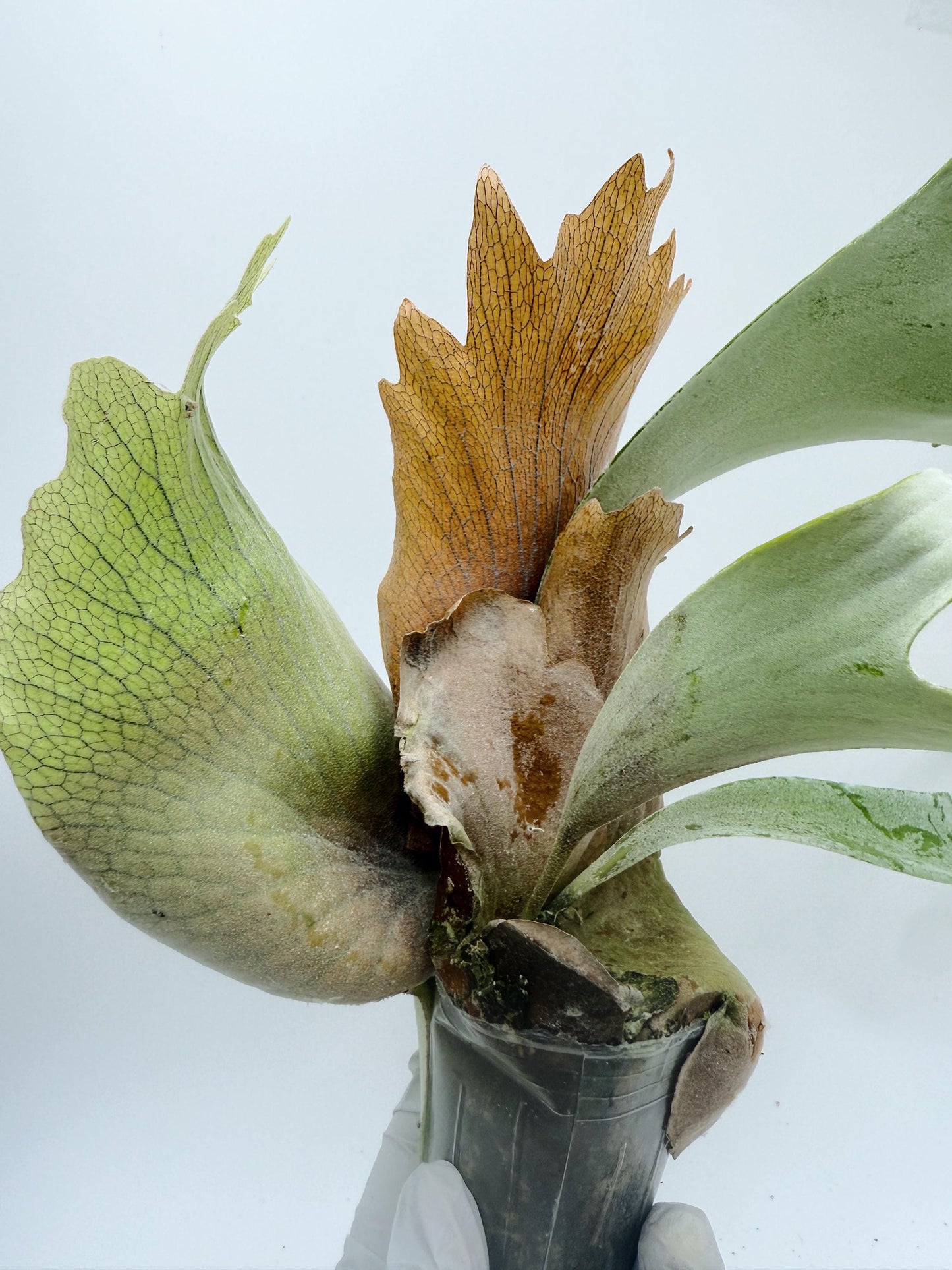 Platycerium Bifurcatum sp.White