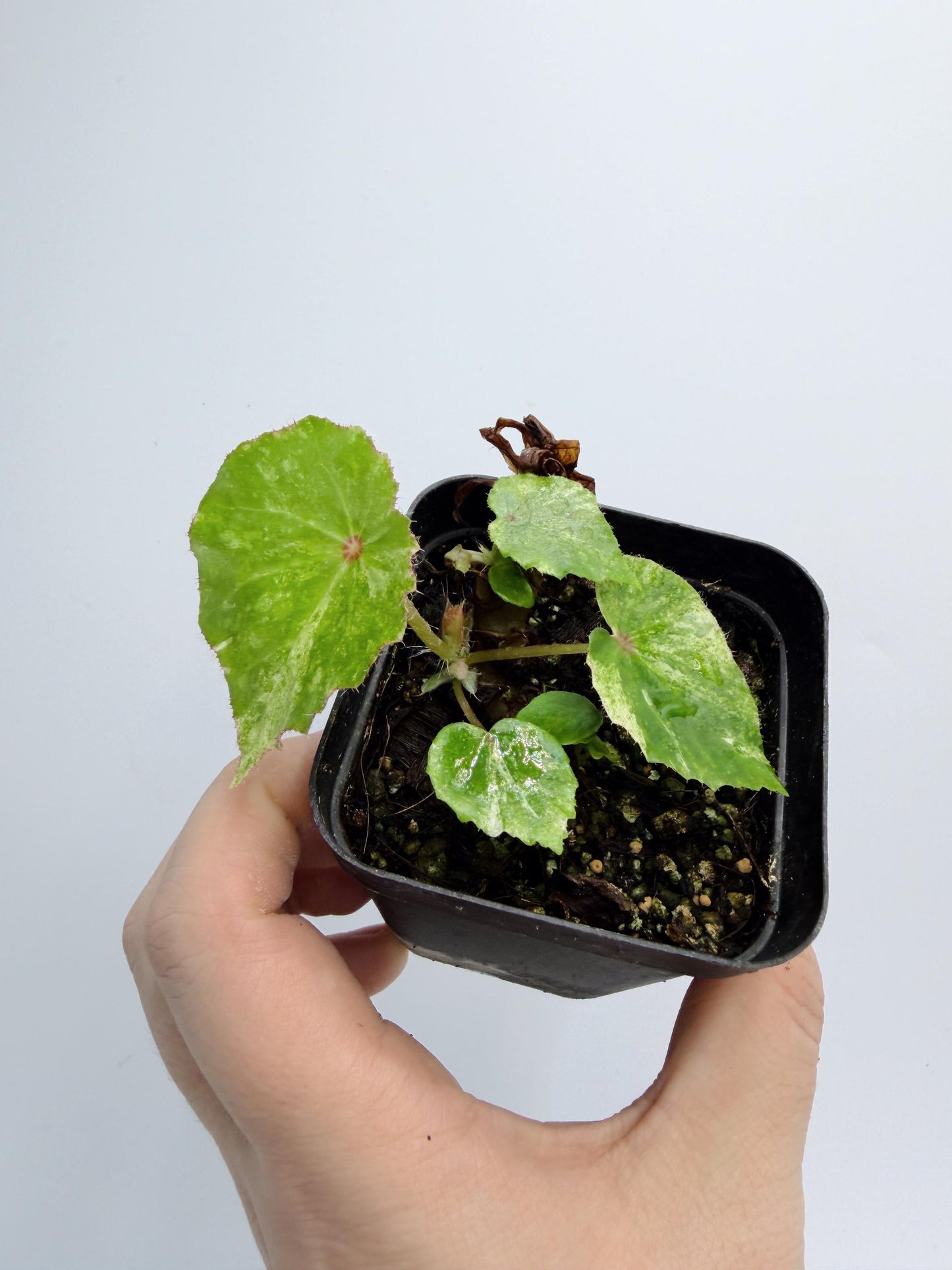 Begonia Rouge Variegated