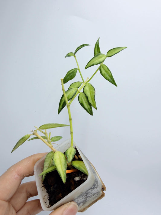 Hoya Bella Inner Variegated