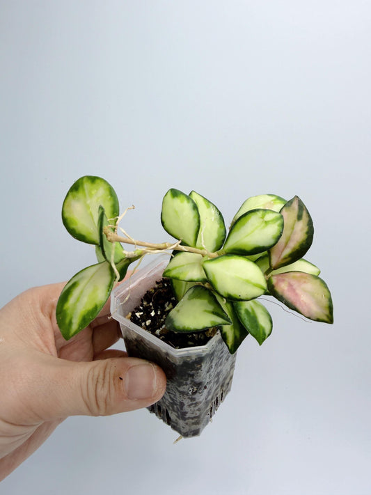 Hoya Heuschkeliana Variegata