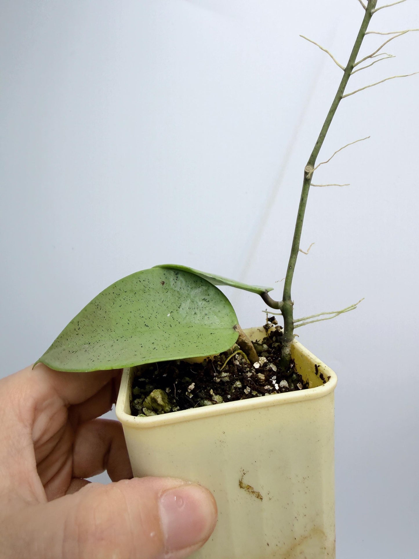 Hoya Verticillata Heart Leaves Silver