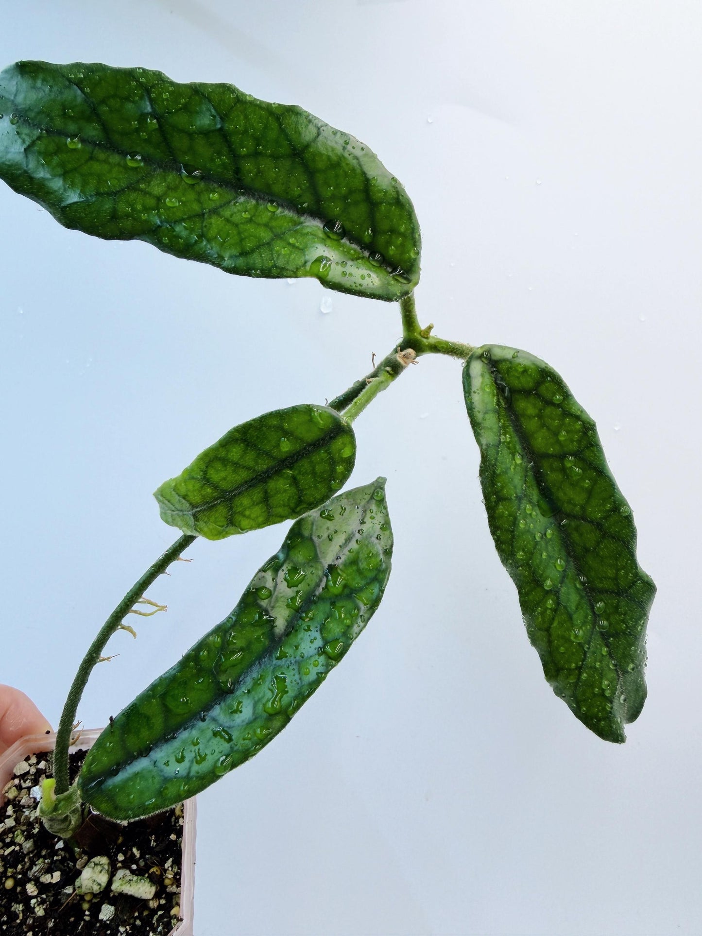 Hoya Globulosa (long leaf)