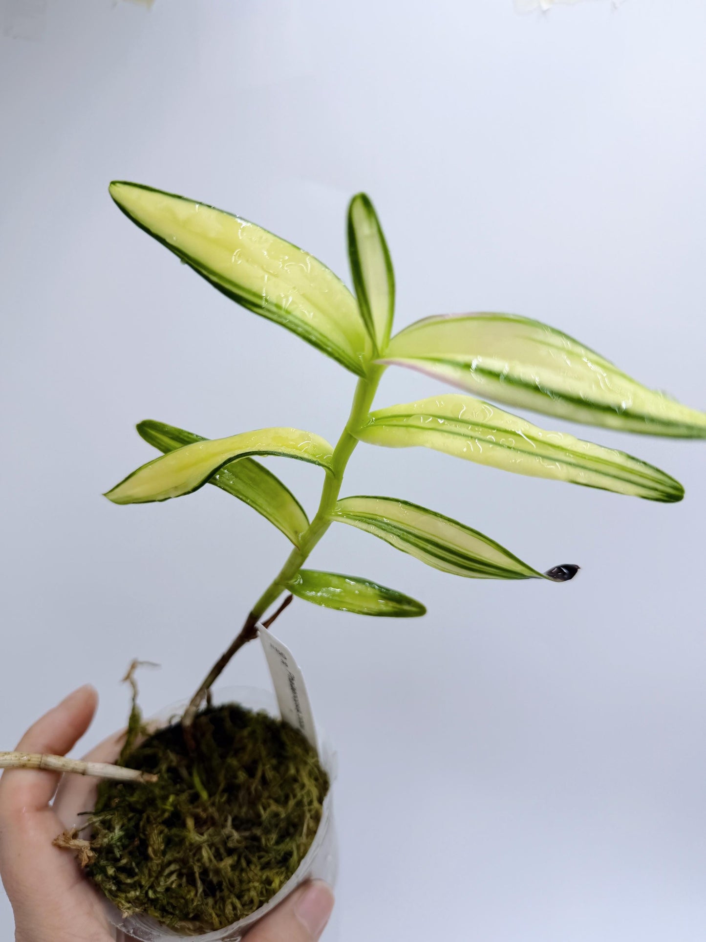 Phalaenopsis Lobbii