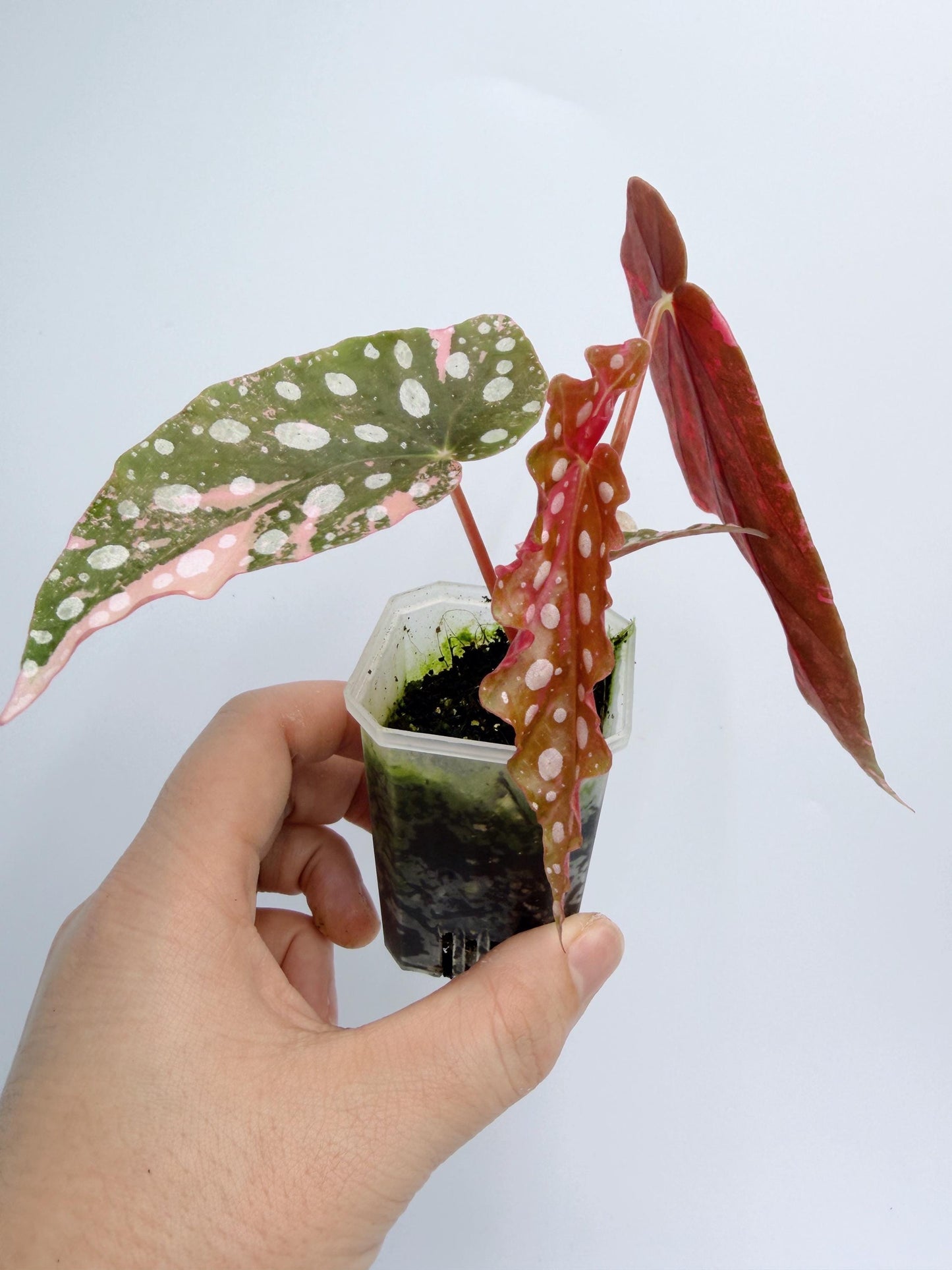 Begonia Maculata Pink Variegated