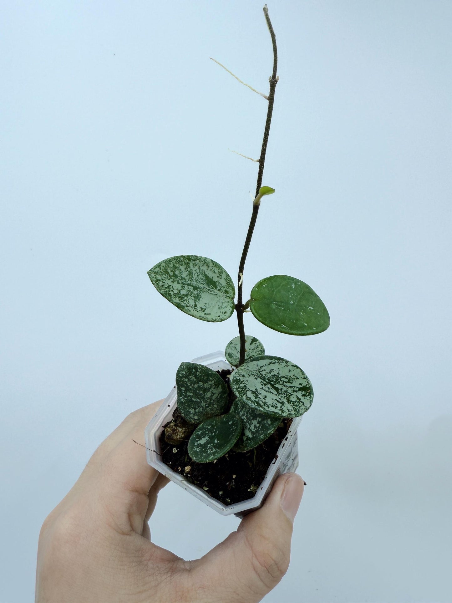 Hoya Mathilde Splash