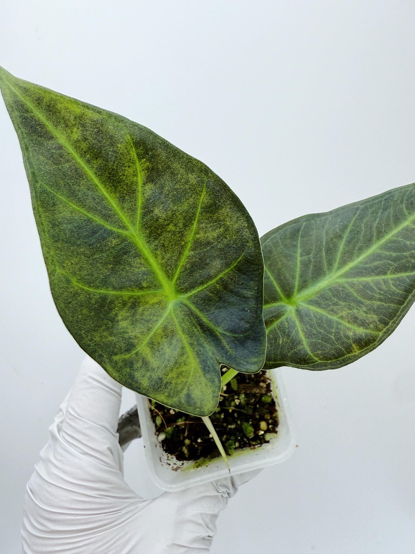 Alocasia Regal Shield Aurea