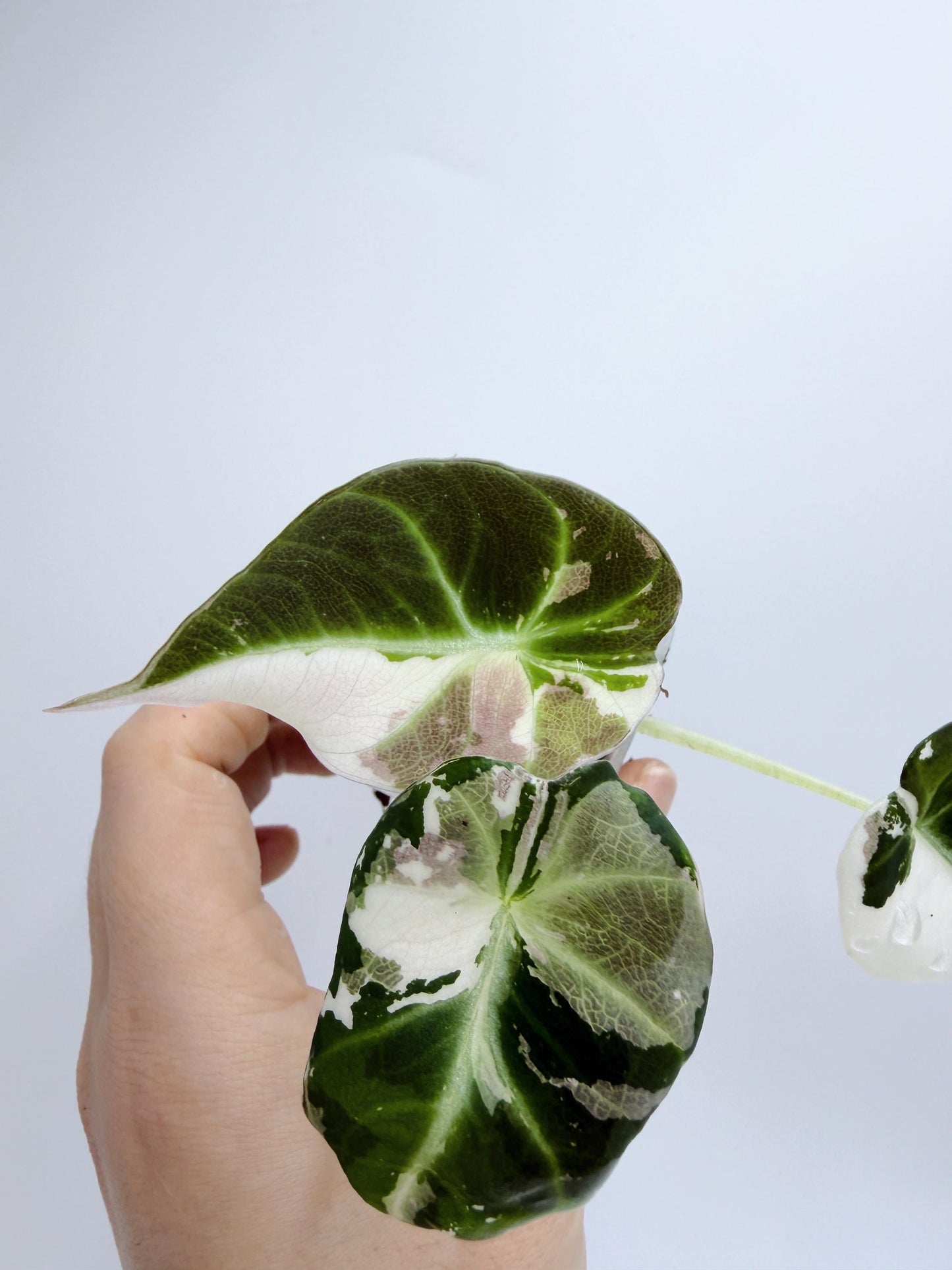 Alocasia Black Velvet Pink Variegated