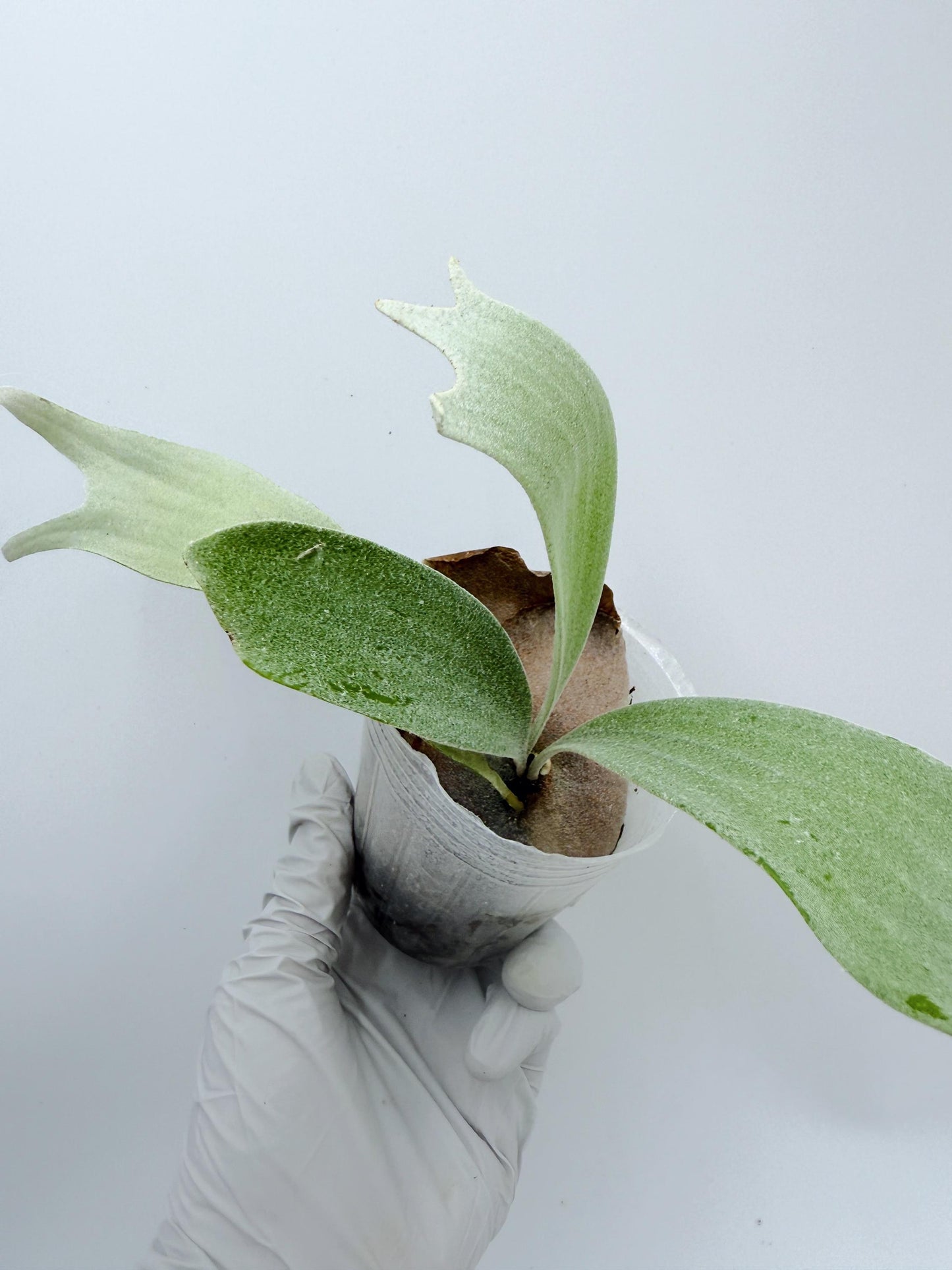 Platycerium Bifurcatum sp.White