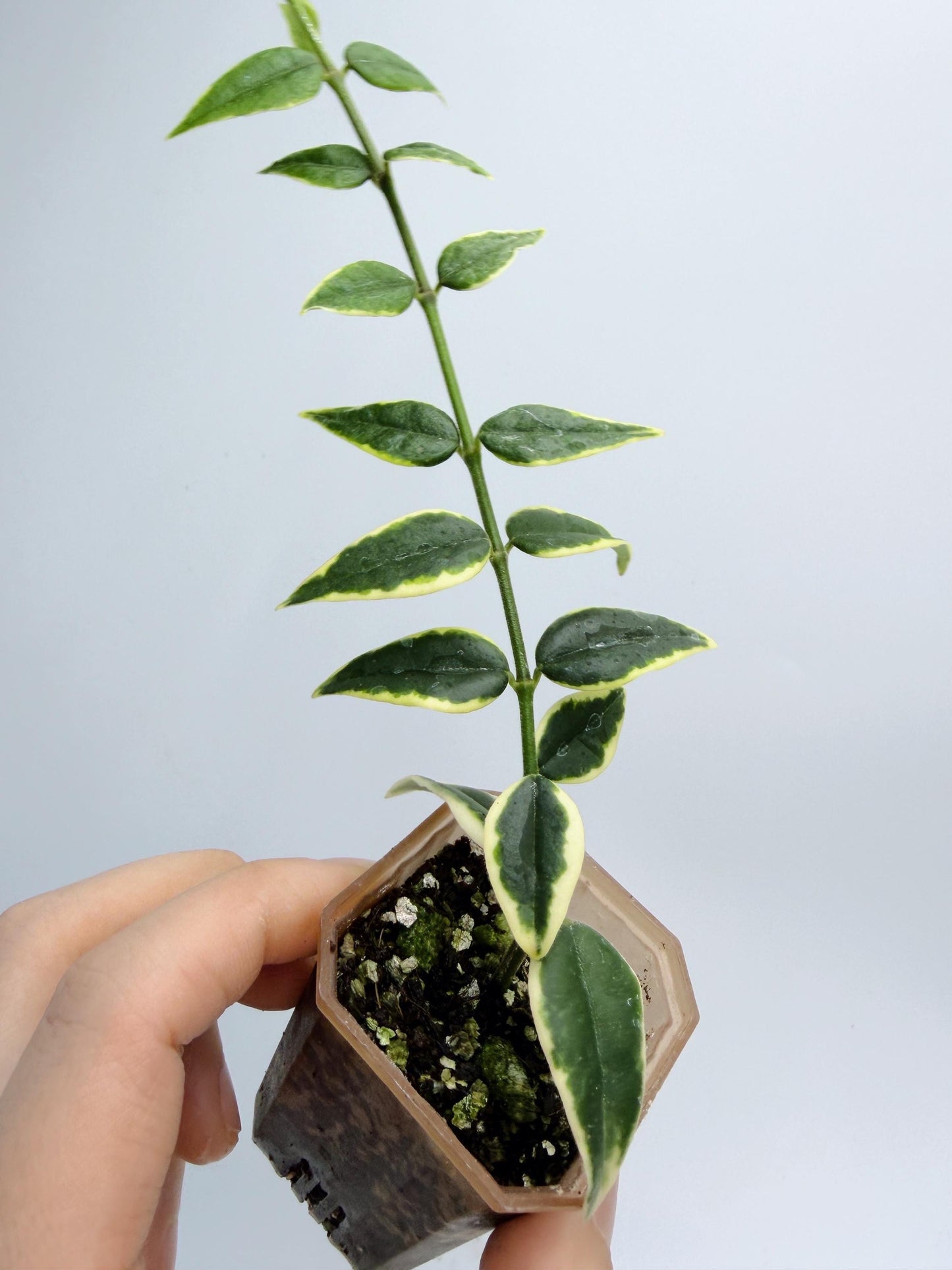 Hoya Bella Outer Variegated