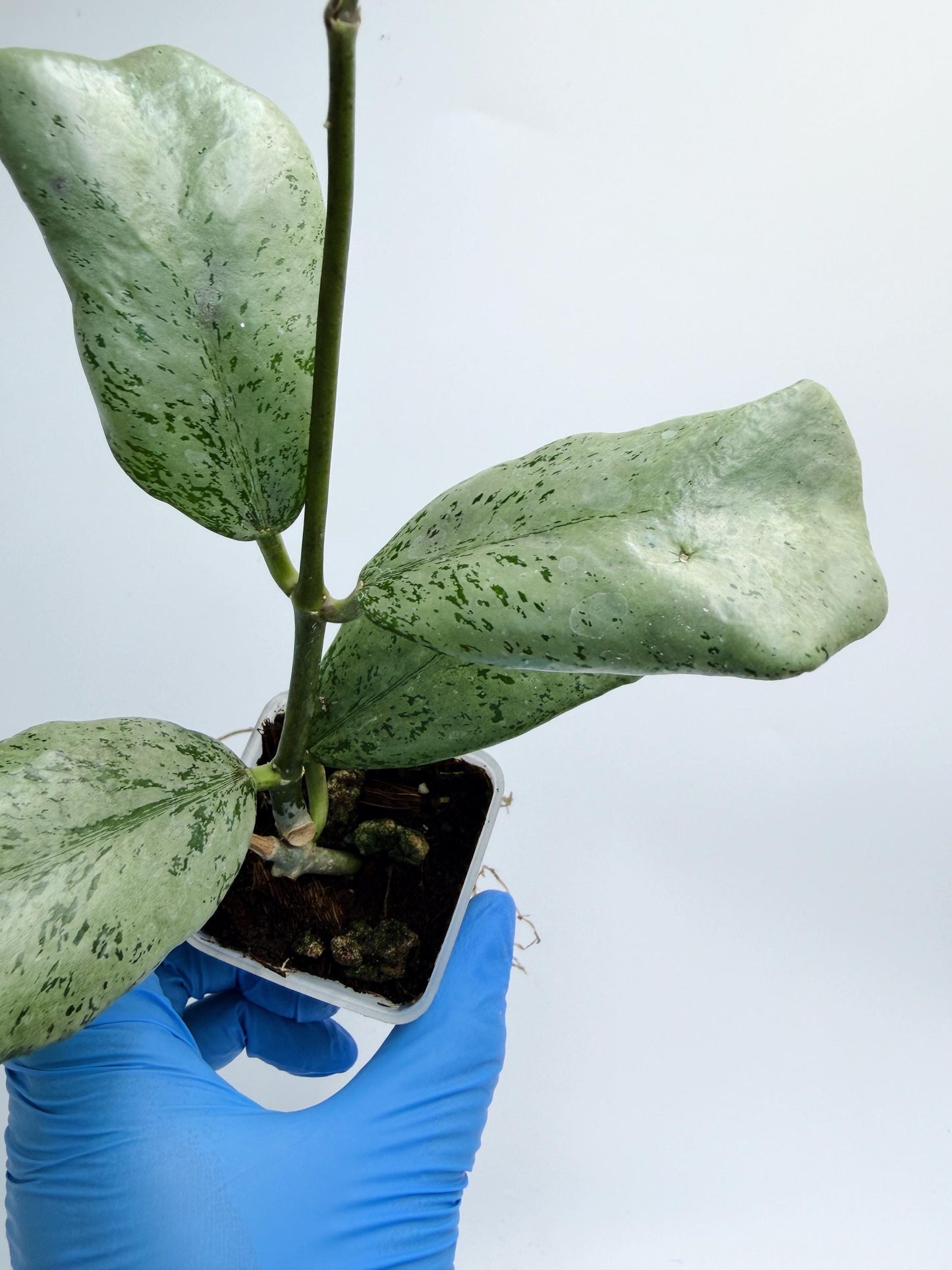 Hoya Chiang Dao Silver