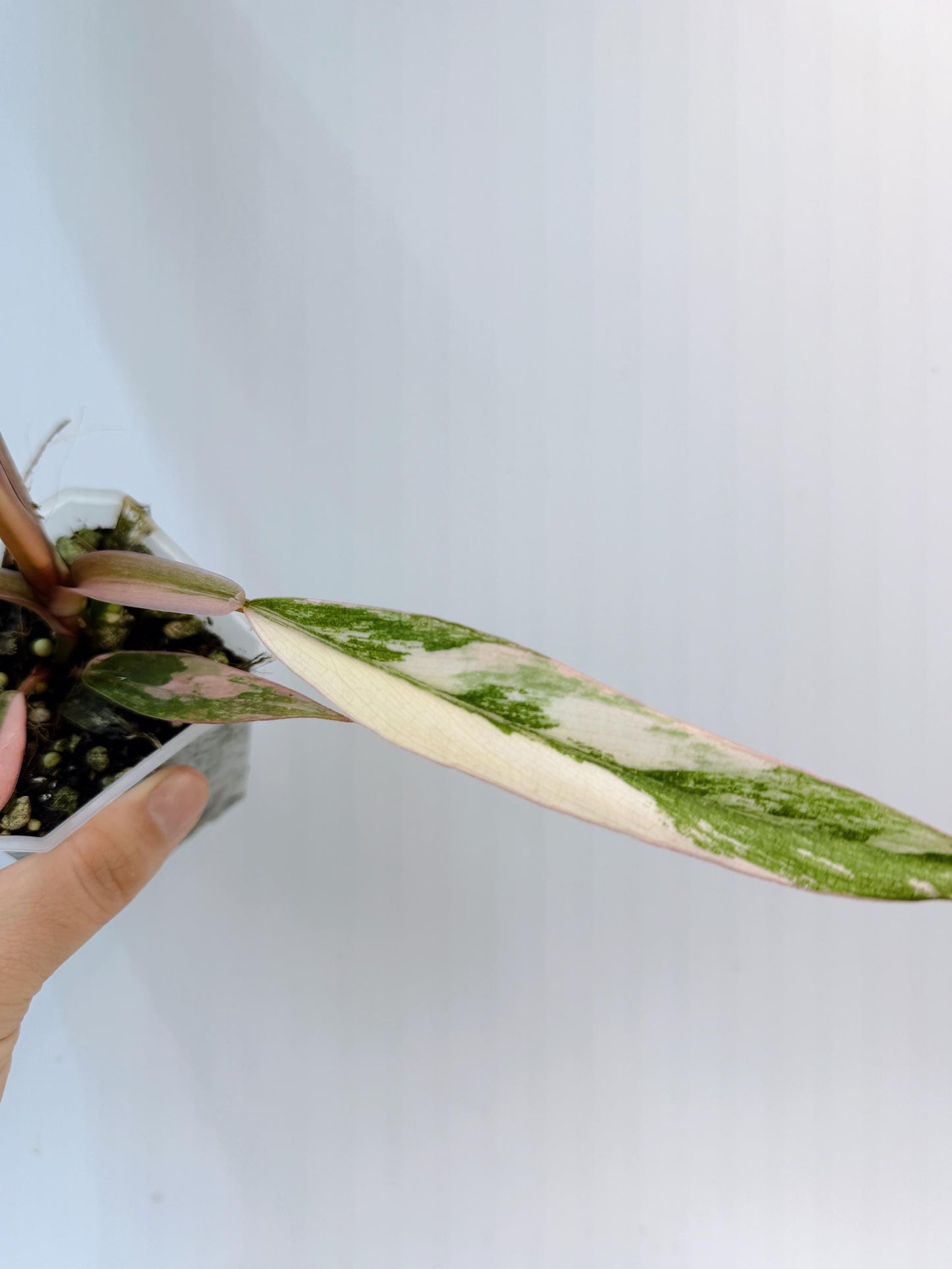 Philodendron Caramel Marble