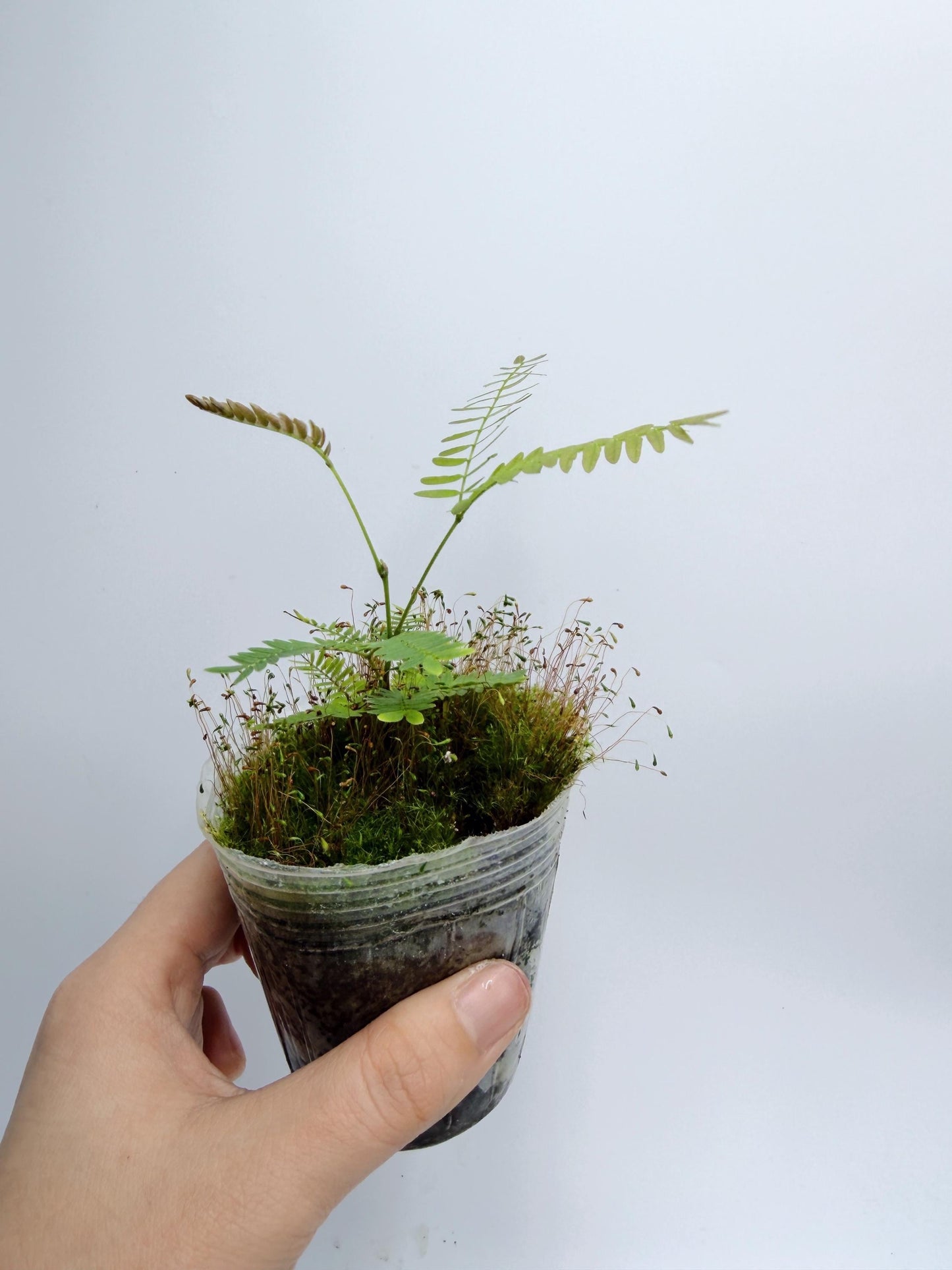 Cojoba Arborea (Everfresh tree)