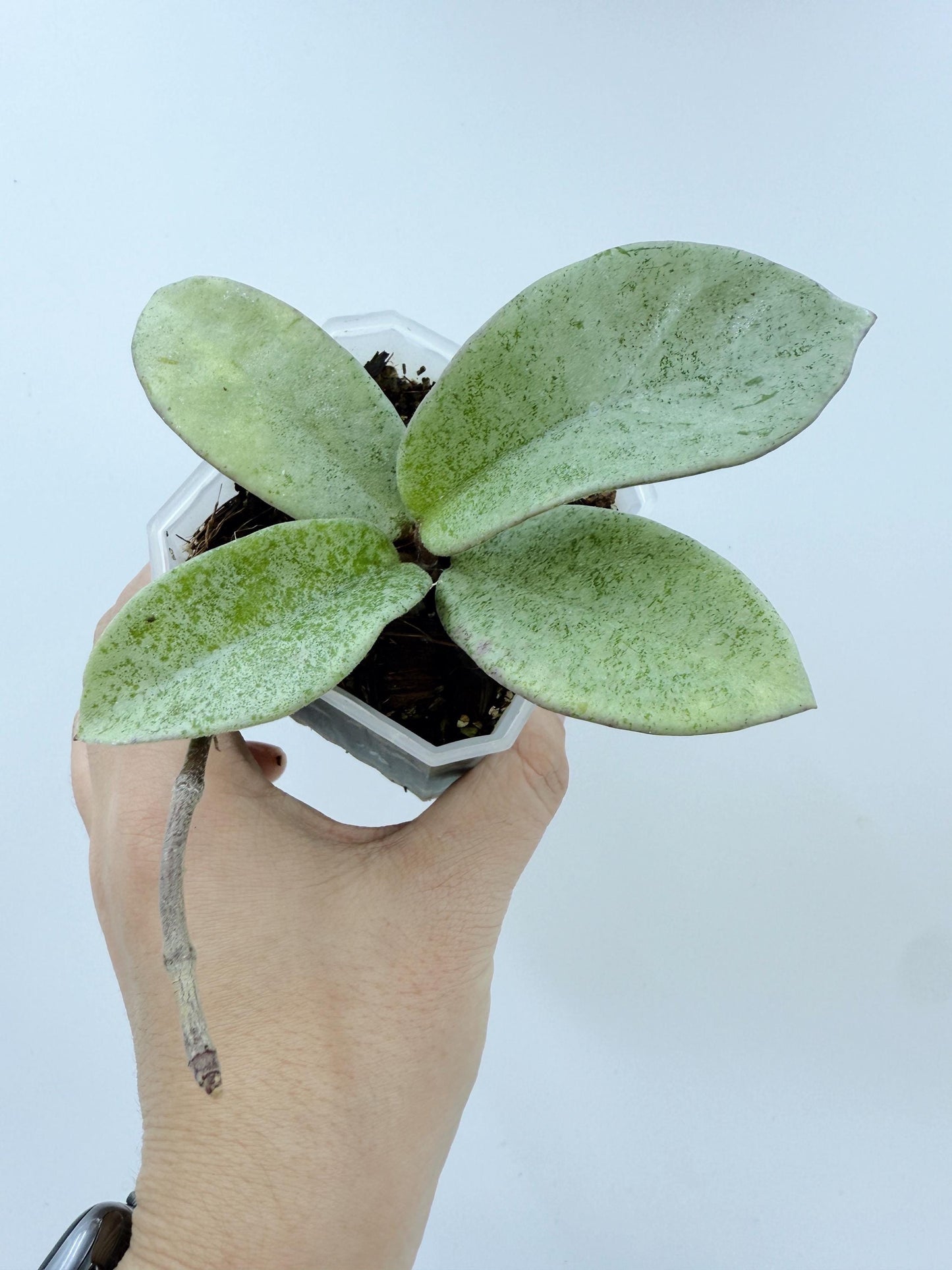 Hoya Nova Ghost