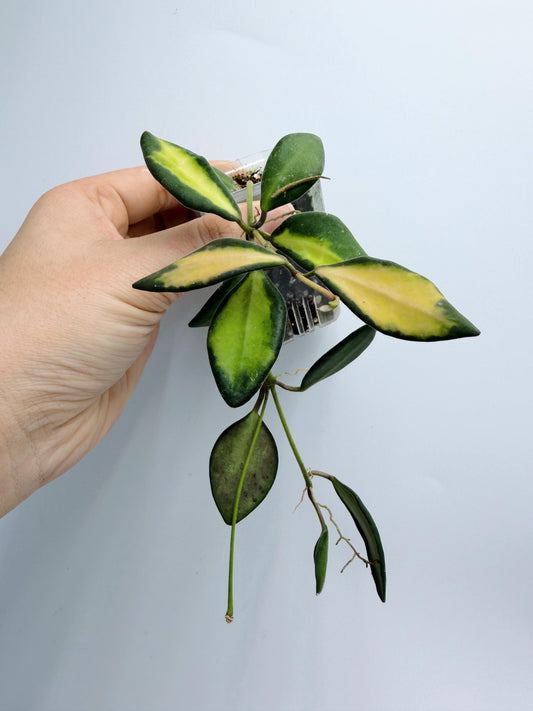 Hoya Burtoniae Variegated