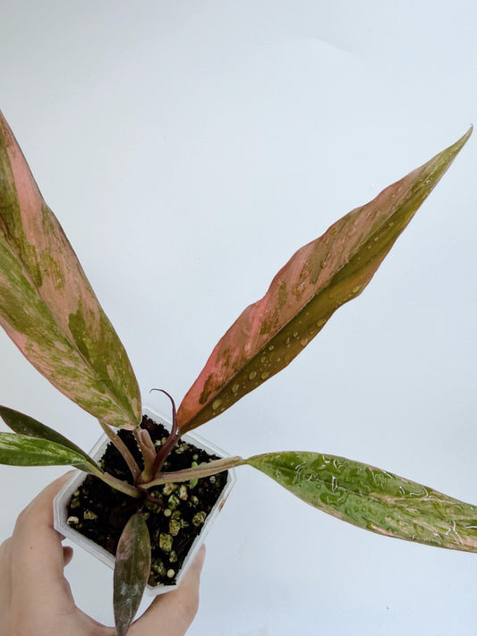 Philodendron Caramel Marble