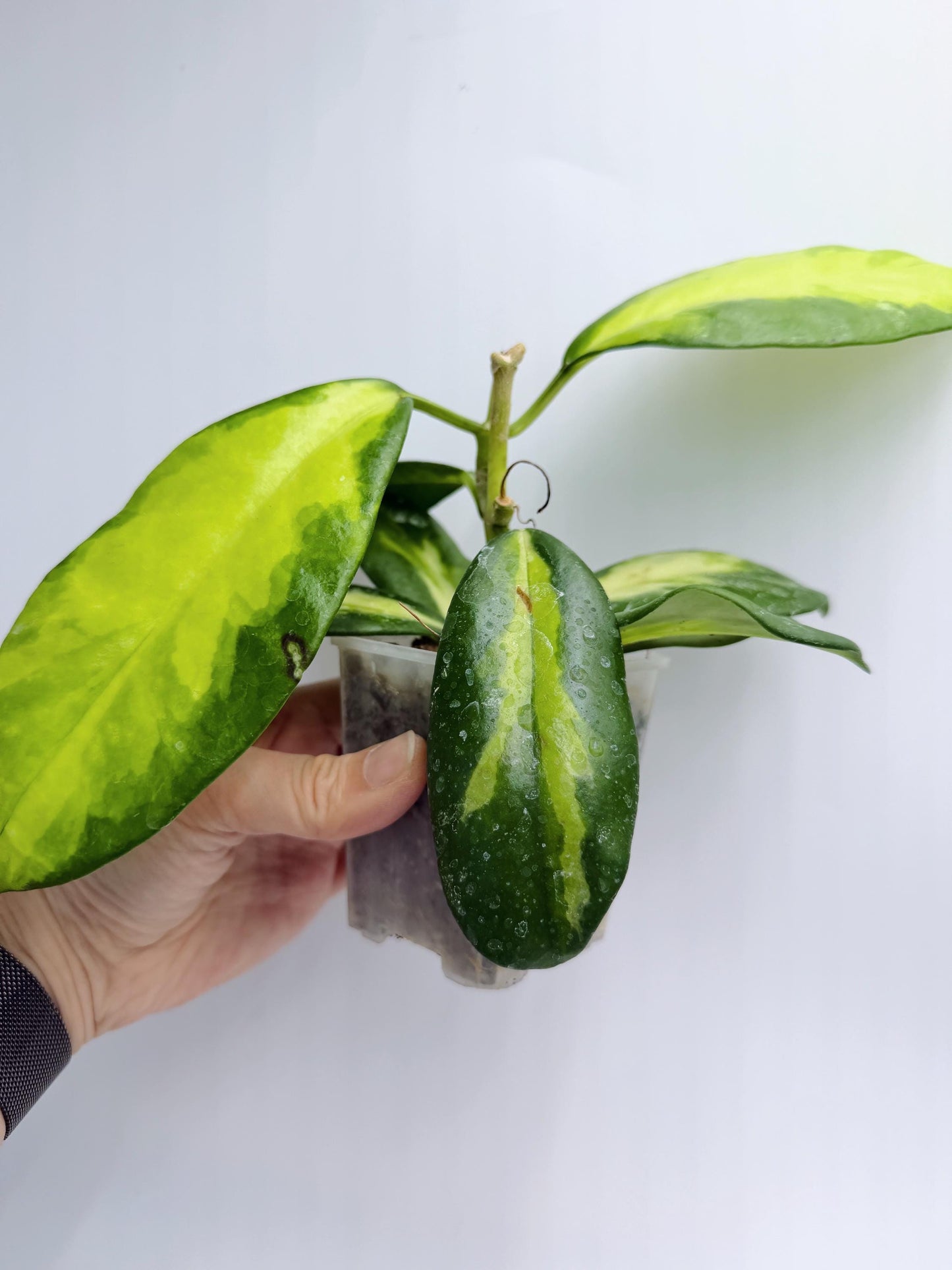 Hoya Diversifolia Maharani Variegata