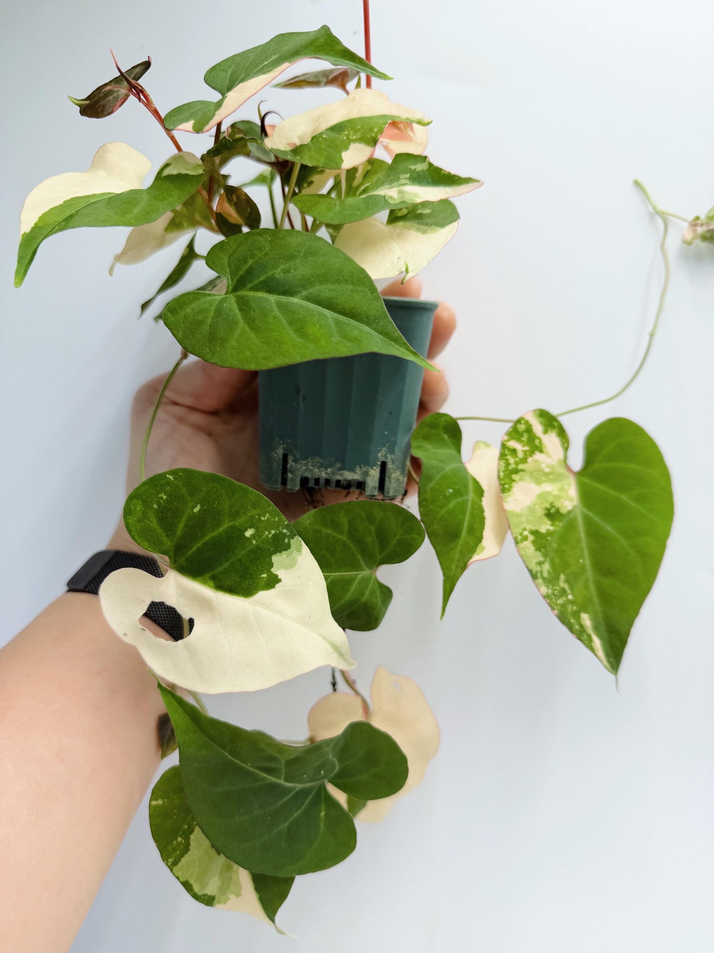 Fallopia Multiflora Variegated