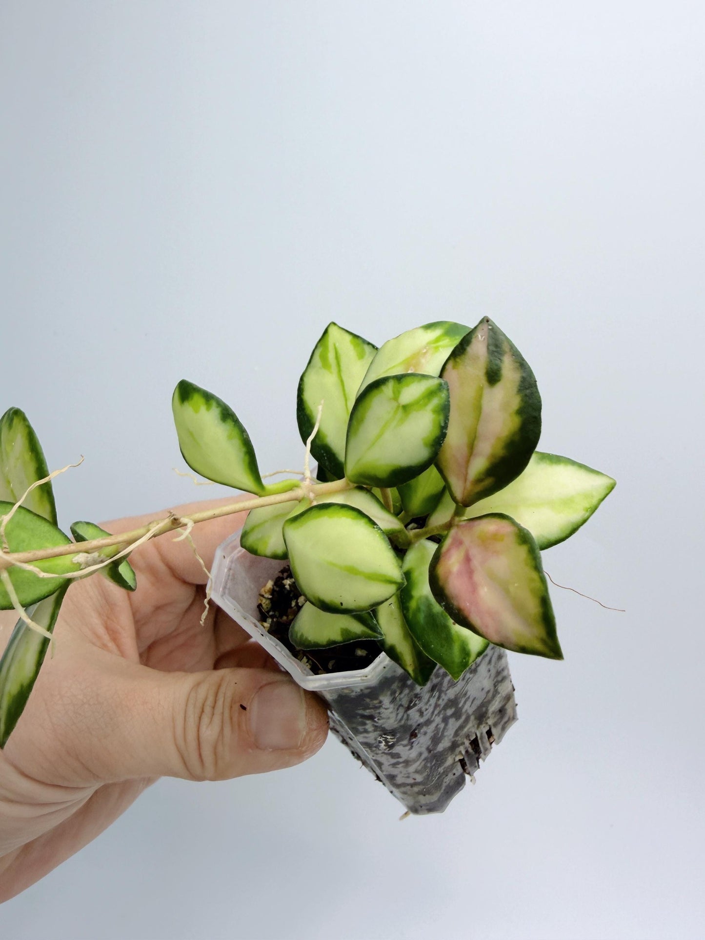 Hoya Heuschkeliana Variegata