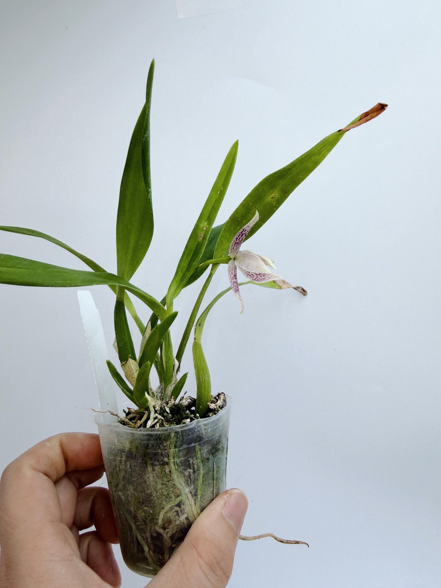 Encyclia garciana