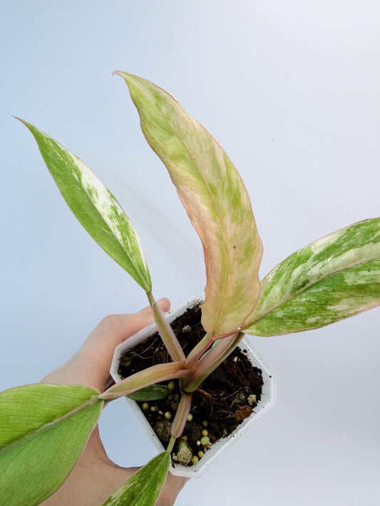 Philodendron Caramel Marble