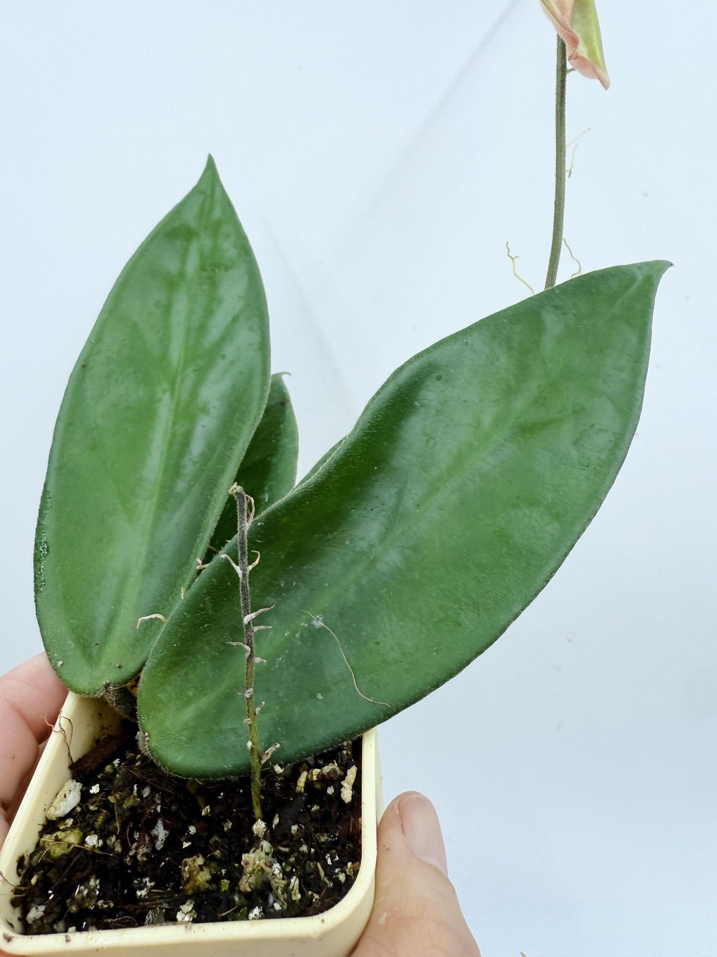 Hoya Vangviengiensis