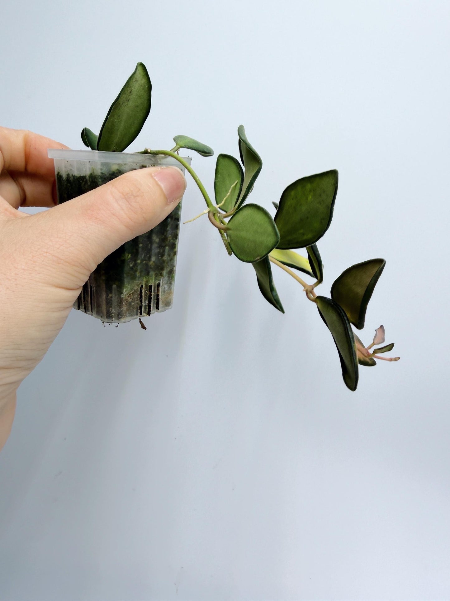 Hoya Burtoniae Variegated