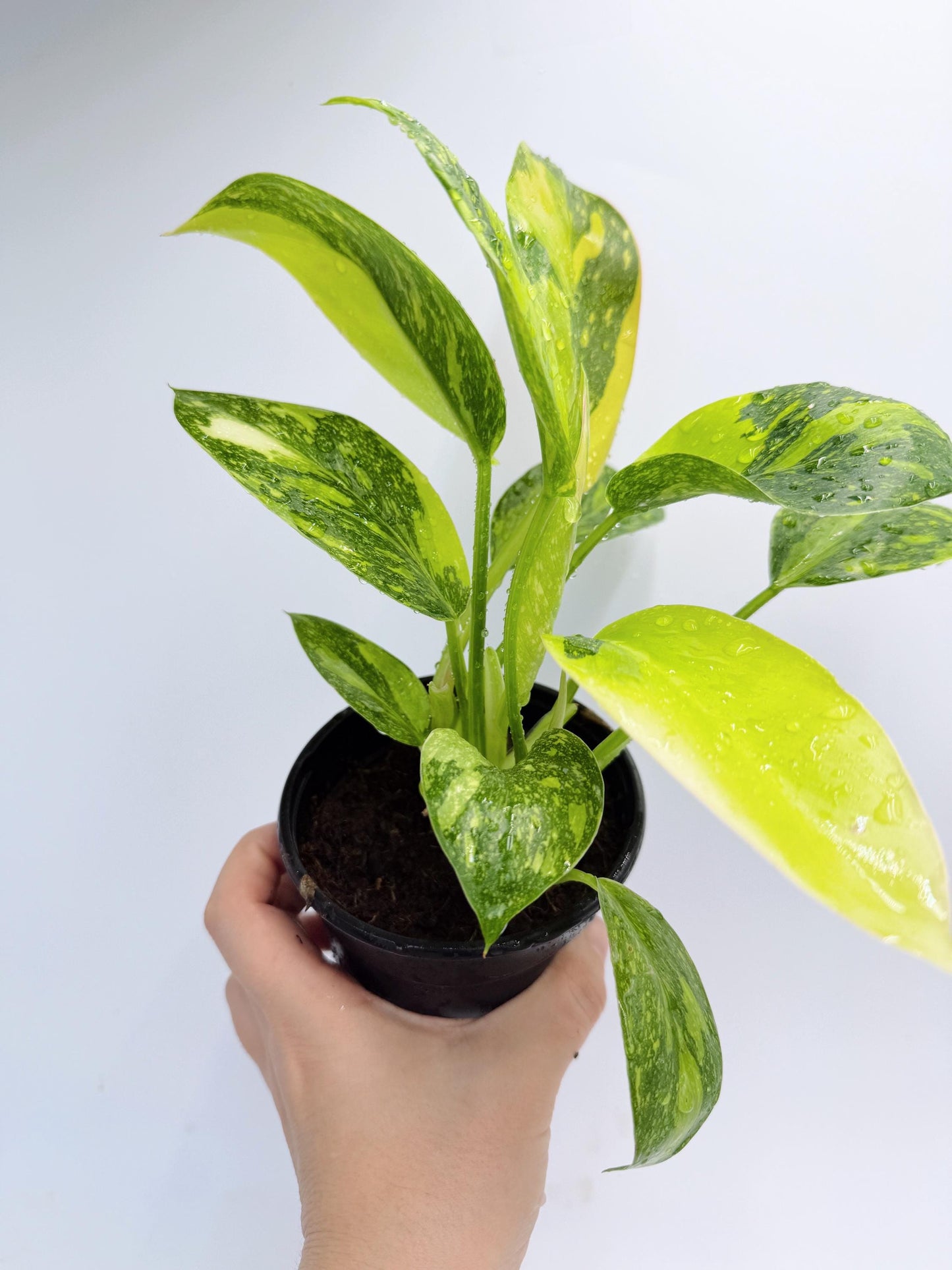 Philodendron Green Congo Nuclear