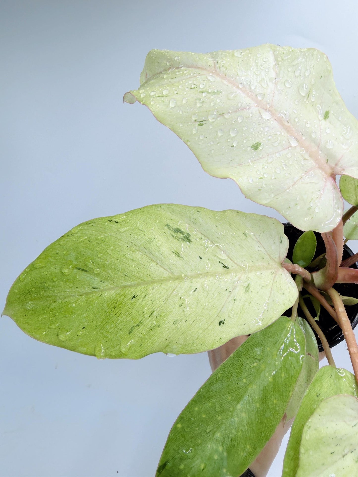 Philodendron Snow Drift