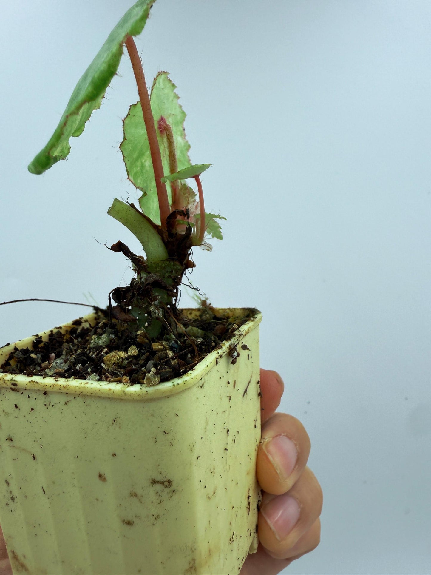 Begonia Rouge Variegated