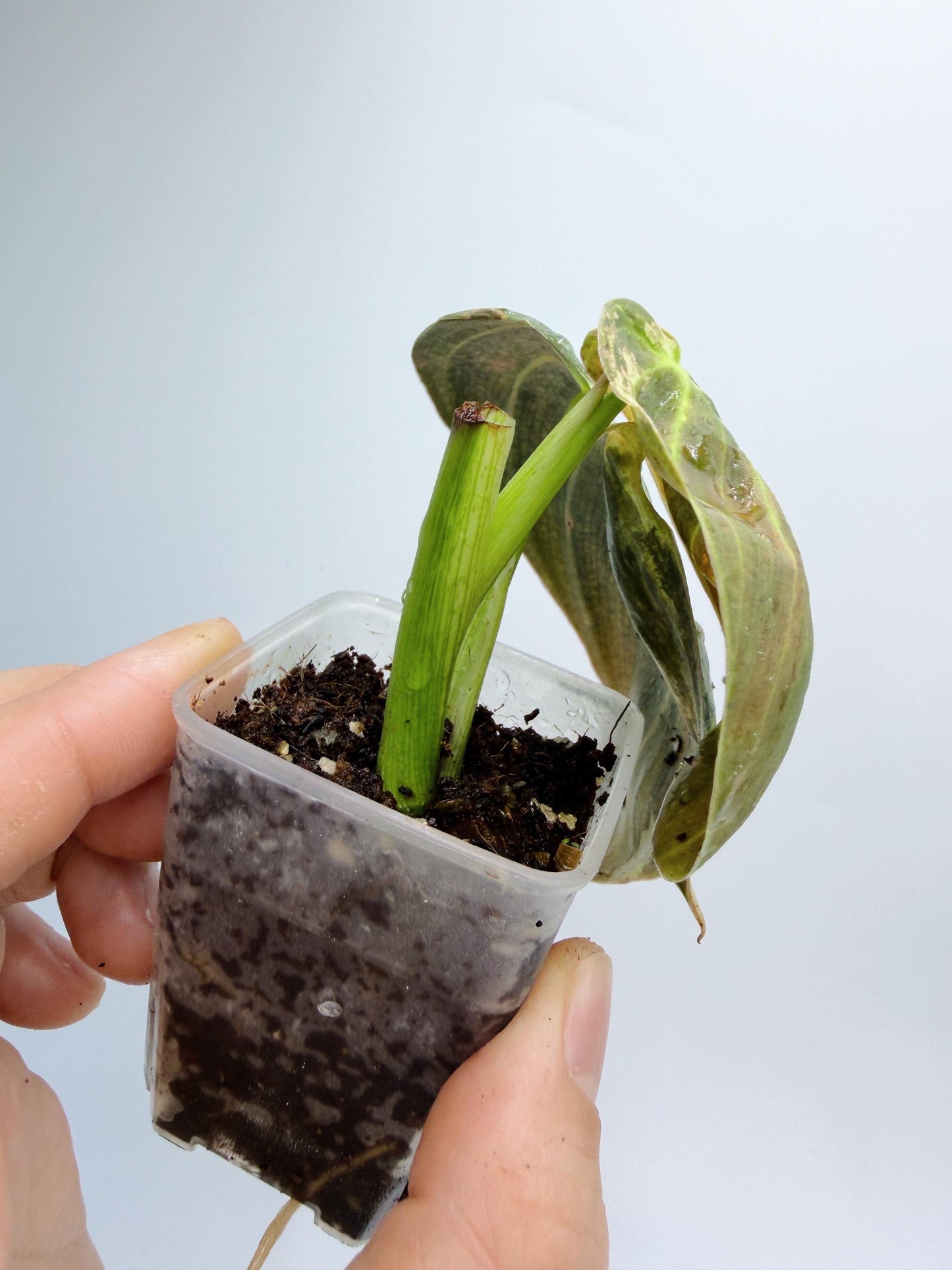Philodendron Melanochrysum Variegated