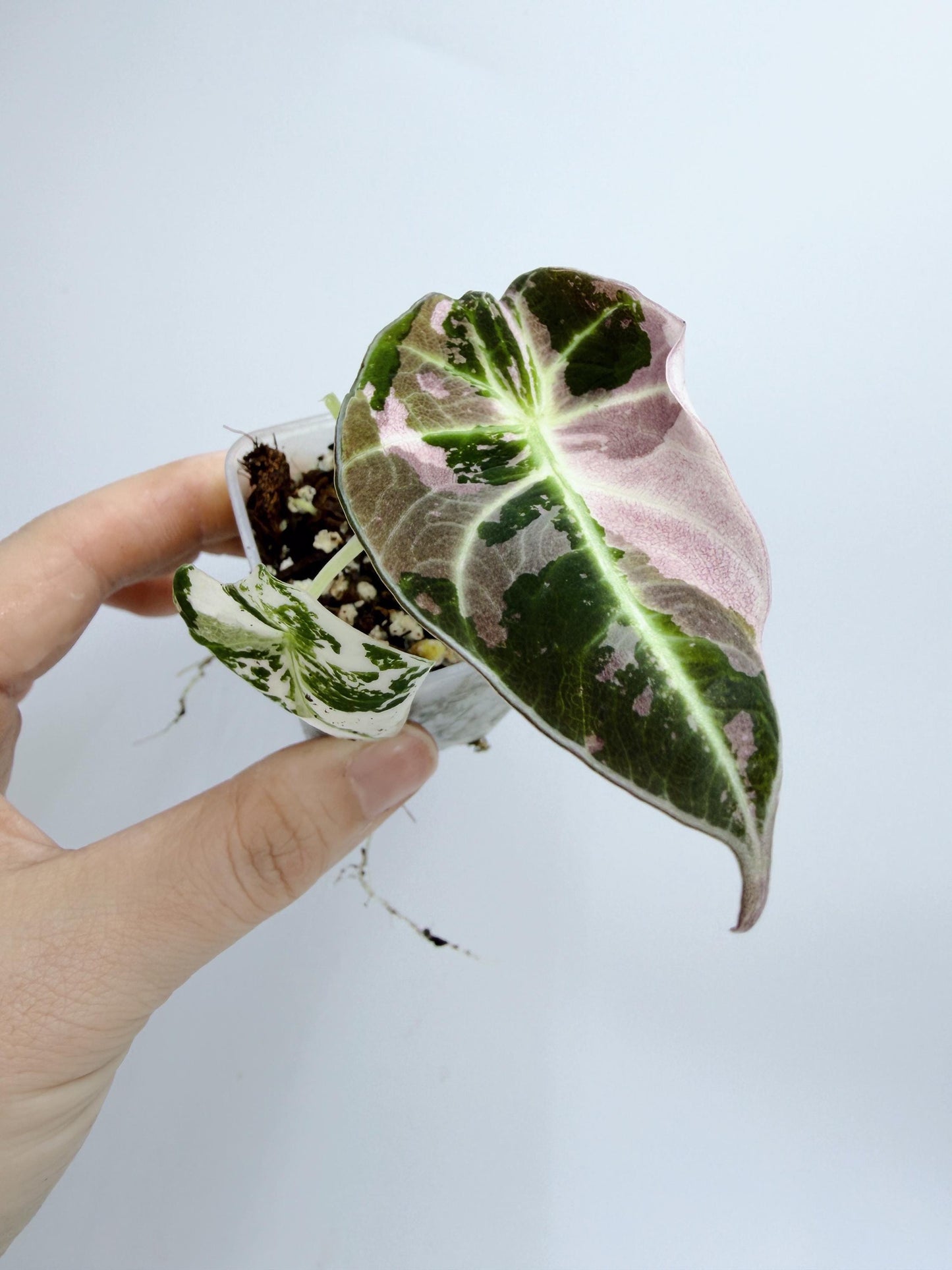 Alocasia Black Velvet Pink Variegated