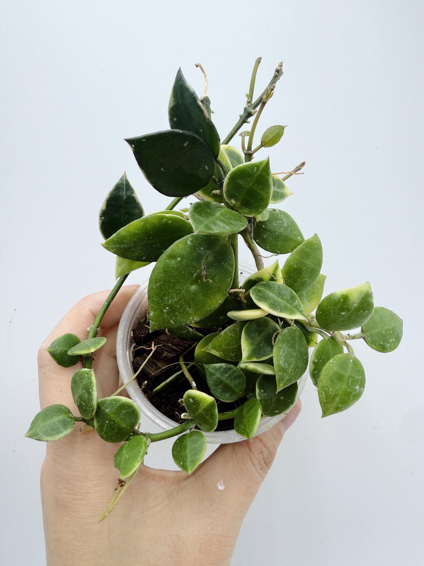 Hoya Lacunosa Asami Clone 2