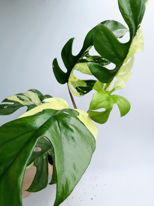 Rhaphidophora Tetrasperma Variegated