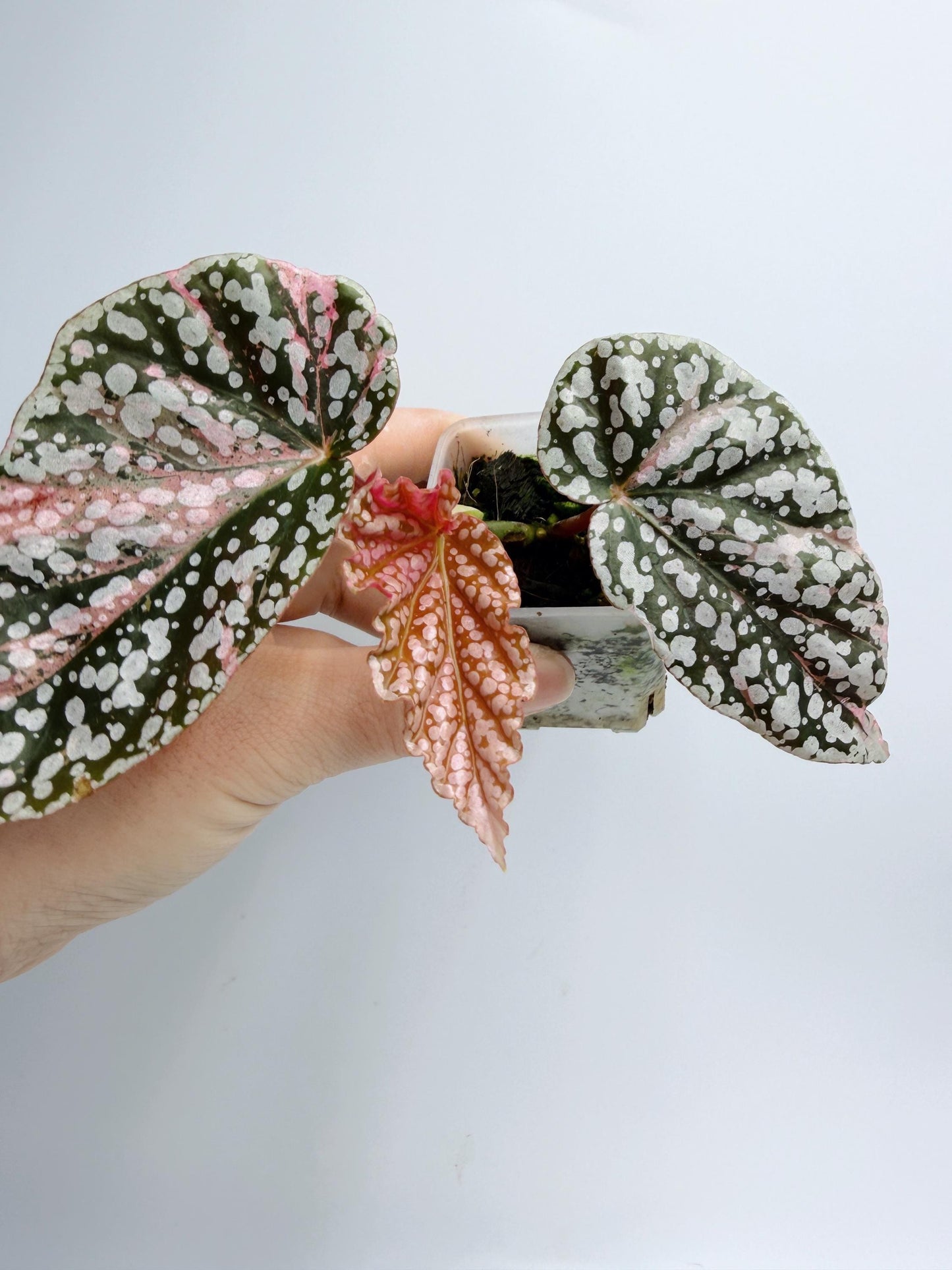 Begonia Snow Capped Variegated