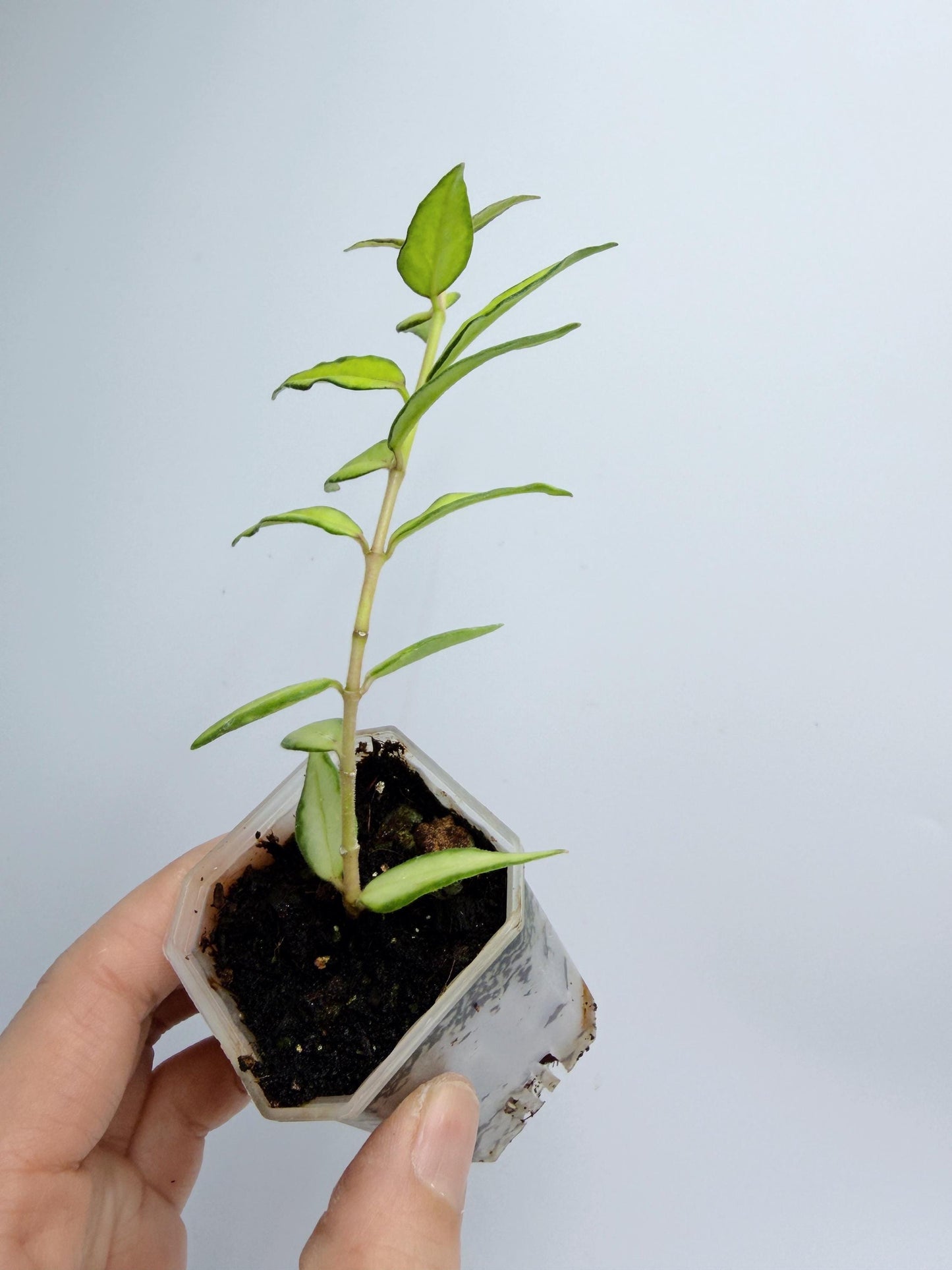 Hoya Bella Inner Variegated