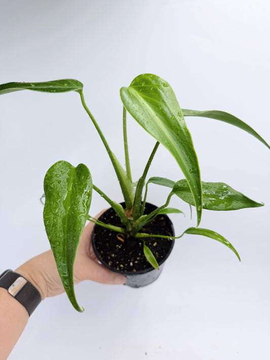 Monstera Burle Marx Flame