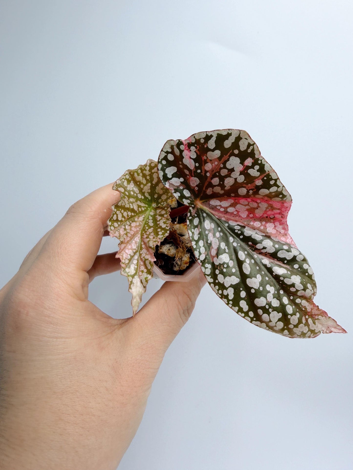 Begonia Snow Capped Variegated