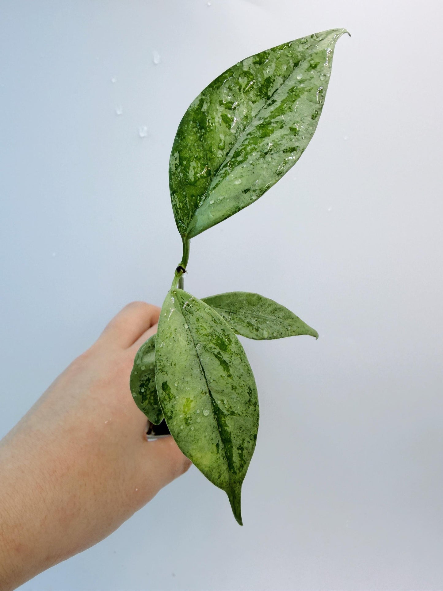 Hoya Coriacea Silver