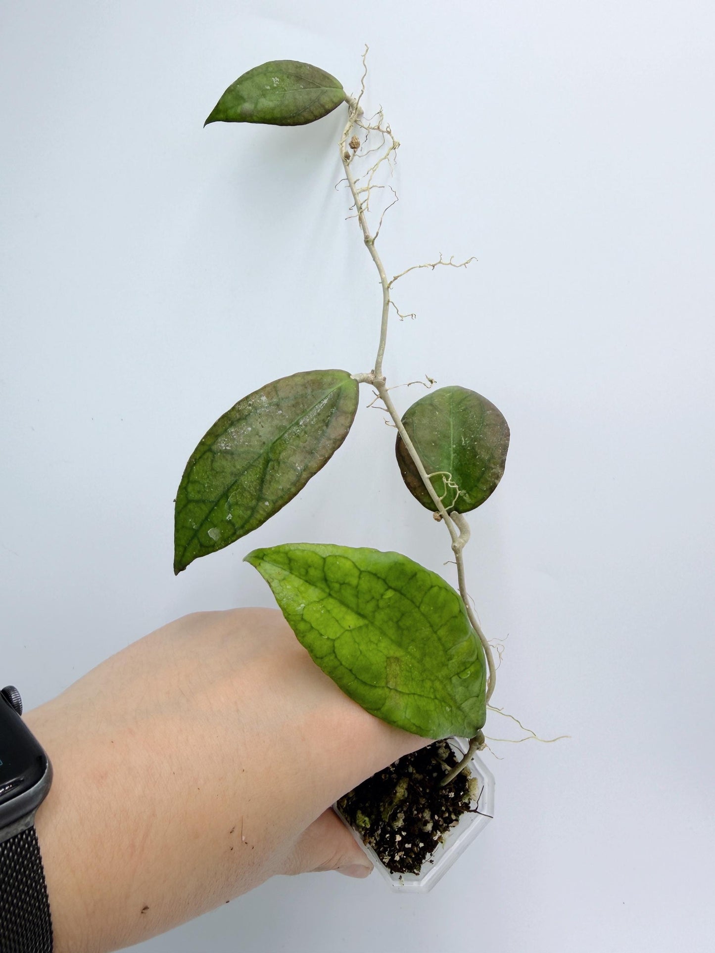 Hoya Tequila Sunrise