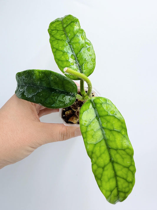 Hoya Globulosa (long leaf)