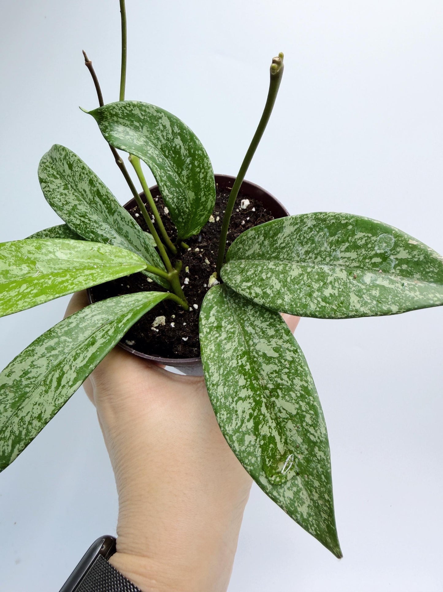 Hoya Pubicalyx Pink Silver Ghost