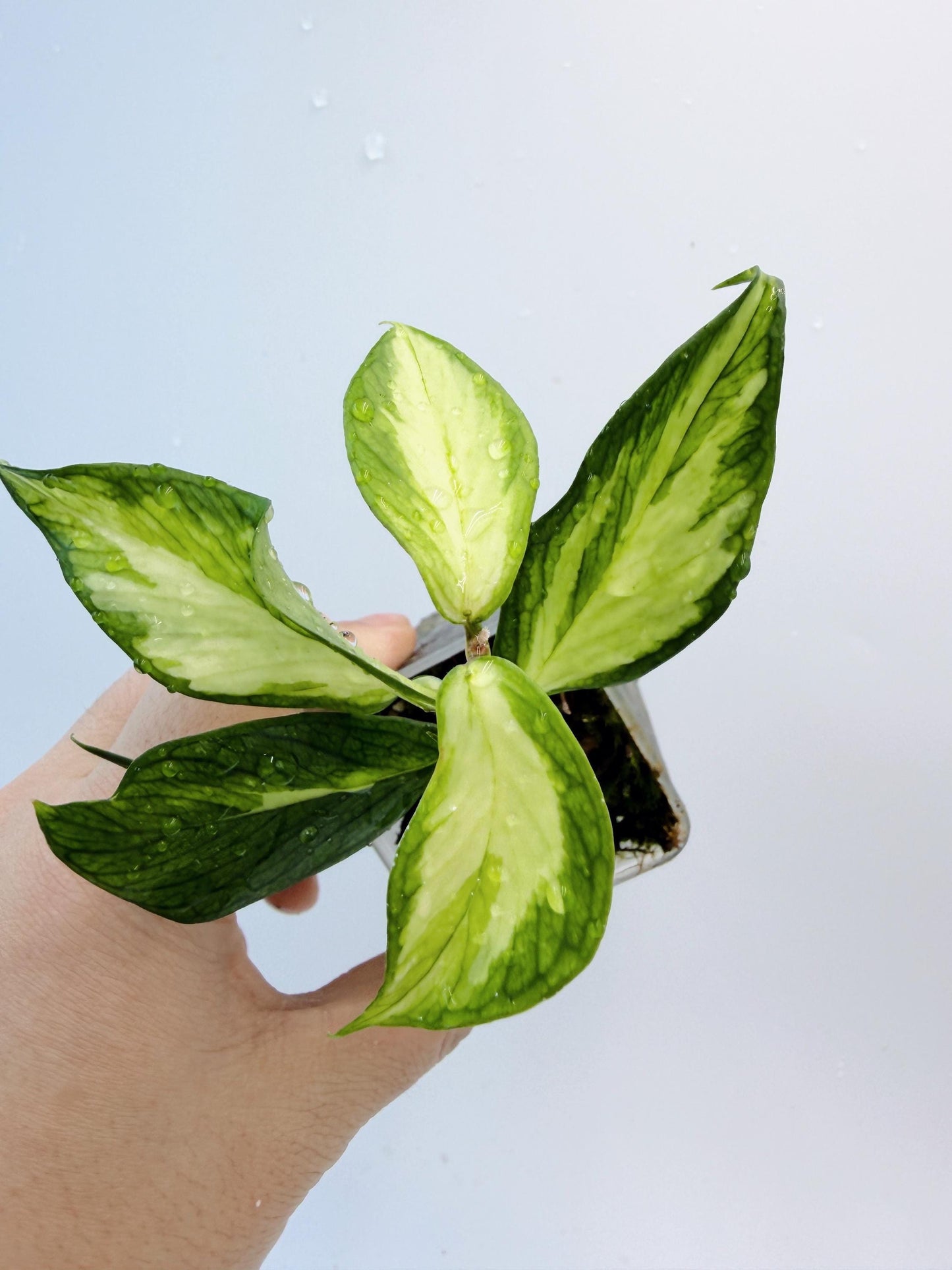 Hoya Polyneura Inner Variegated